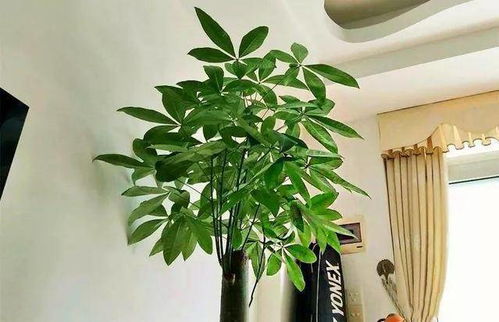 客厅摆发财树，选对位置否