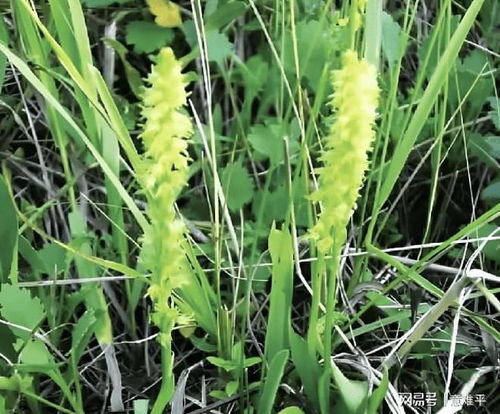 提摩西草在农村叫“提子草”，这草有什么特别之处