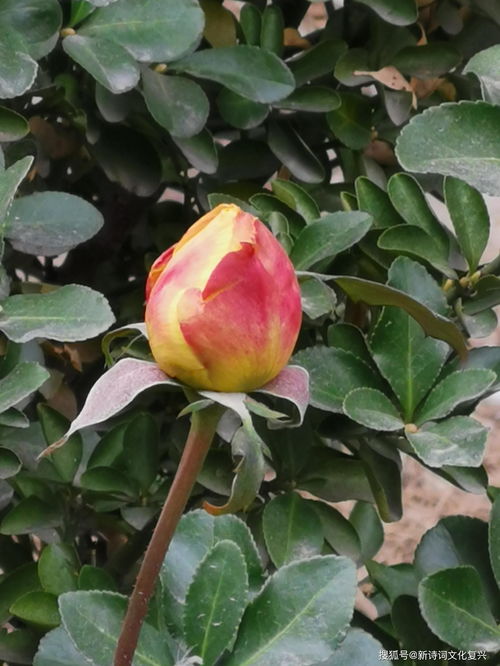 月季花开，寒风也嫩傲立