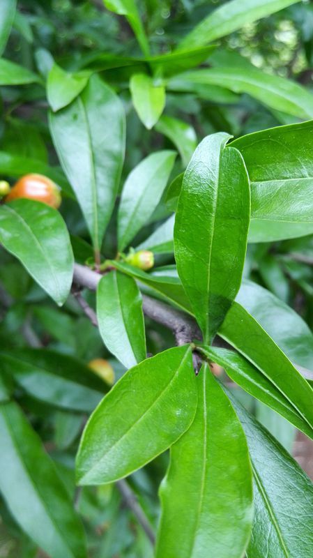 石榴树叶子脱落的其他原因