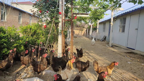 农村散养土鸡如何有效防止黄鼠狼侵扰？