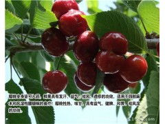 樱桃种子品种繁多，南方和北方品种有何区别？新手种植应如何选择？