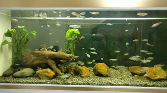 冬珊瑚水族箱种植，从选种到养护