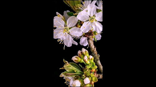 花开预示着什么？