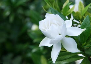 亦舒笔下的赞美