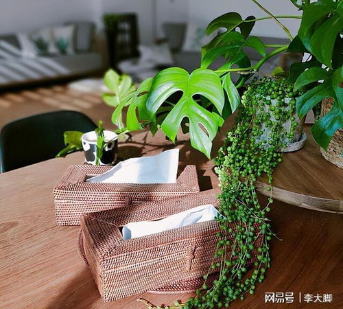 小佛珠如何养殖？适合室内种植吗