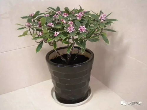 瑞香花修剪视频：前半部分展示修剪技巧