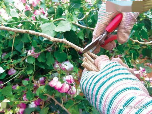 扦插繁殖基质消毒时哪种方法能有效杀灭病原菌