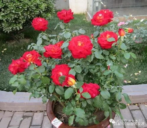 月季花期， 短暂而美丽