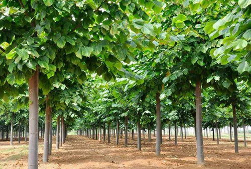 常见的南方树种，了解一下