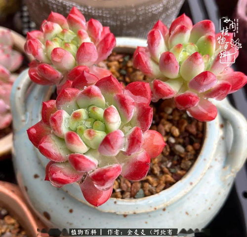绿爪多肉和绿手指多肉如何科学养护