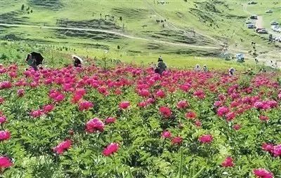 沙漠牡丹如何种植？适合哪些土壤和气候