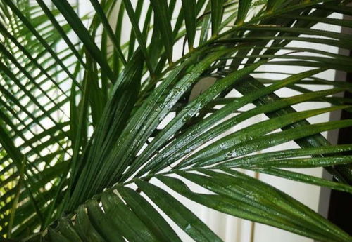 龟背竹介壳虫用什么高效农药或生物防治剂最有效
