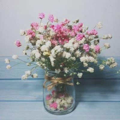 甘草花的独特魅力