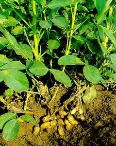 花生叶子被虫子吃了怎么办？试试这些农药吧！