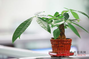 发财树专用肥料，哪种最好用