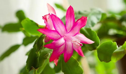 假昙花与蟹爪兰，究竟有何不同