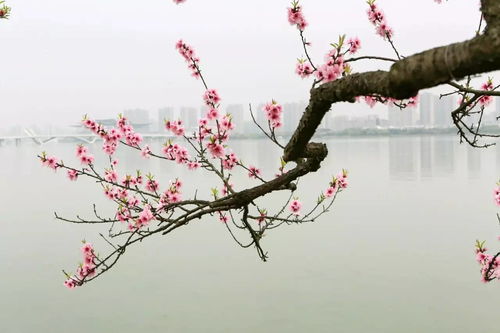 梅花：凌霜傲雪的使者