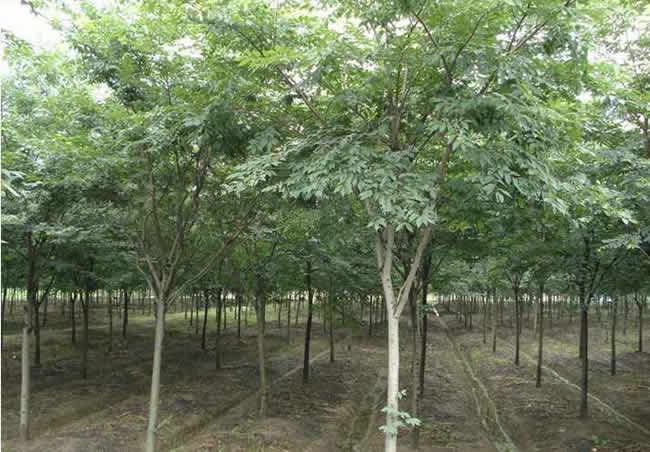 榉树特性对比：与哪些树种相似，揭秘榉树的独特之处！
