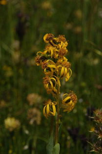 在西藏寻觅天然宝物：正宗类植物与高原花卉指南