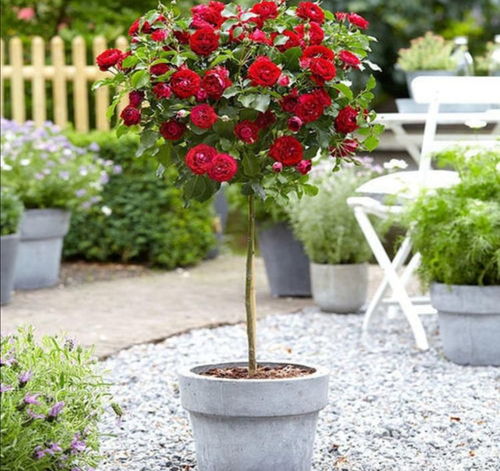 嫁接后养护也要跟上