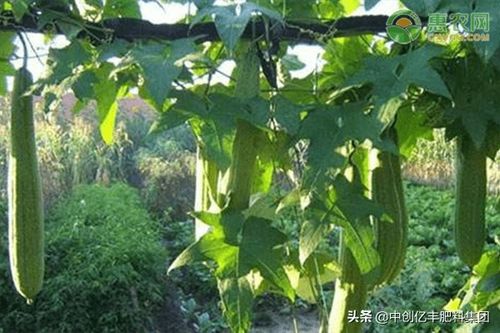 丝瓜生长过程中，需注意温度、水分、施肥等田间管理技术