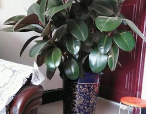 广东秋冬养花难题