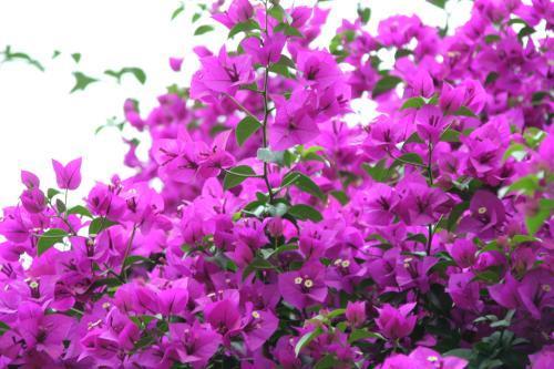 移植时间：是春天还是秋天 你得好好选