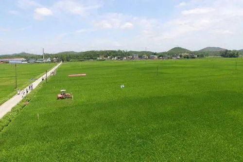 生物防治：绿色环保的“守护神”