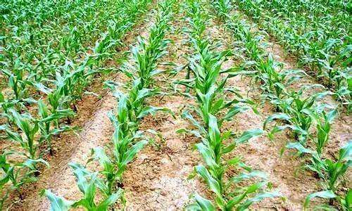 玉米苗后除草剂在高温环境下的情况