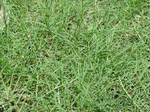 可嫩有人嘀咕：这么麻烦不如铺假草皮？嘿，去年晋江有个民宿老板就这么干，后来啊七月高温假草皮融化粘鞋底，清理费比真草坪贵三倍！