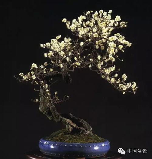 明清：盆景艺术的兴起