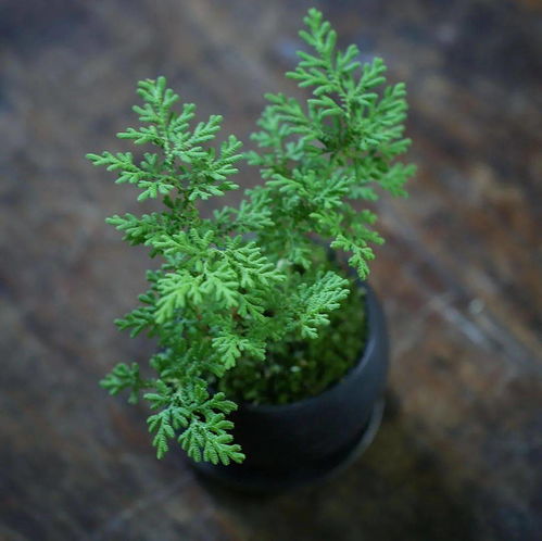 细叶苔草的生命力