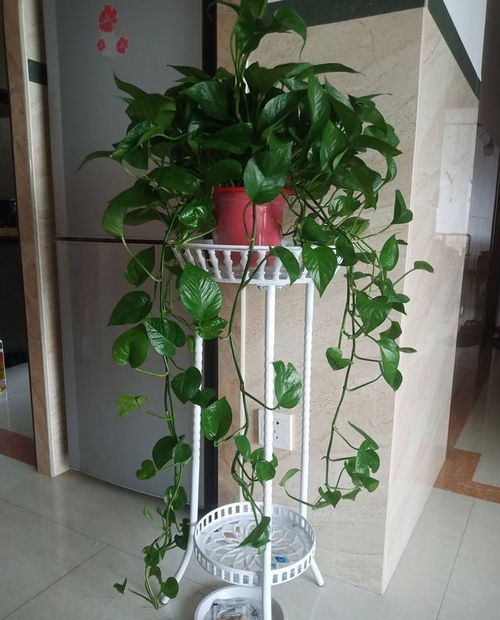 土壤篇：绿萝藤的“幸福床”