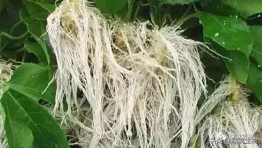 施肥管理，白芷宝宝的营养要跟上