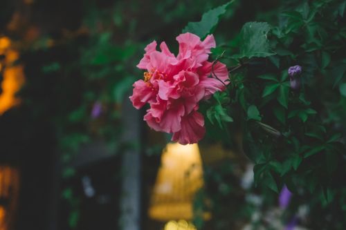 芙蓉花老了吗？要不要剪剪呢？