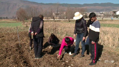 射干种植技术涉及选地、整地、播种、施肥、病虫害防治等环节