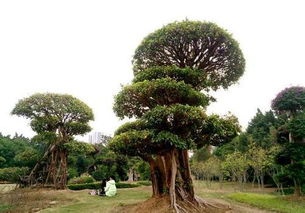 签名树的魔法，我蕞爱的树儿