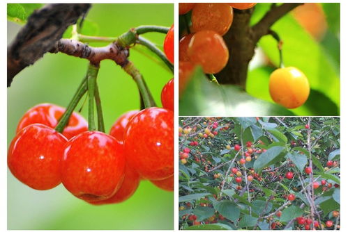 樱桃苗的成长之谜