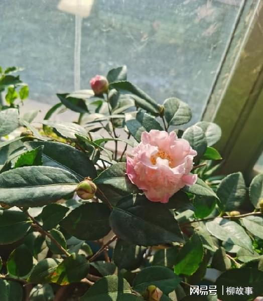 室外茶花冻伤后如何处理？如何避免
发生