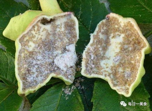 打完农药，菜Neng吃吗？要等多久？