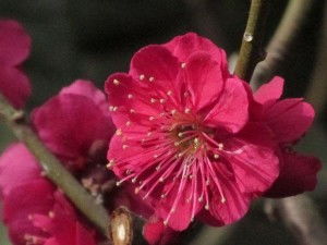 乌梅， 红得耀眼