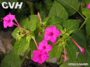 紫茉莉科：那些鲜艳又香喷喷的花朵们