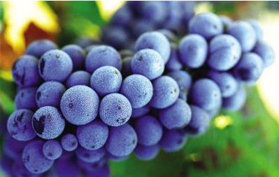 设备介绍：实用方便， 葡萄专用