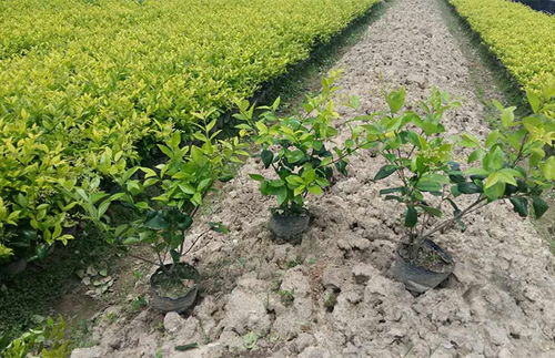 绿篱材料的佼佼者：金森女贞