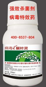 白兰花（T