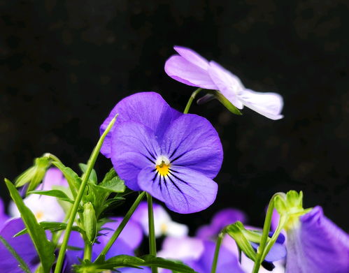 蝴蝶花绽放时间：何时观赏蝴蝶花的最佳时刻？