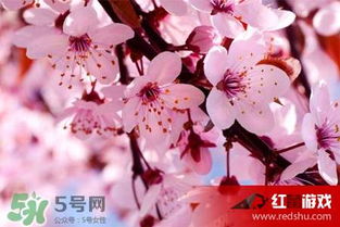 樱花浇水要适量吗？如何避免根部腐烂