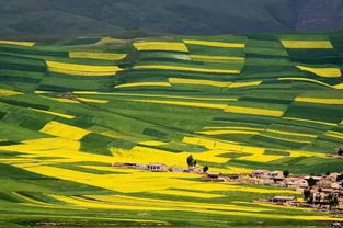 门源高原型藏羊基地，我国首个高原型藏羊繁育基地