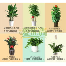 针对绿植花卉种植培训课程越来越受到人们关注